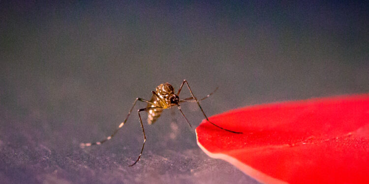 Build a better mosquito trap: Buzzworthy study shows how pests zero in on red color in human skin