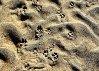 This coin continues losing streak despite Snoop Dogg’s upcoming NFTs