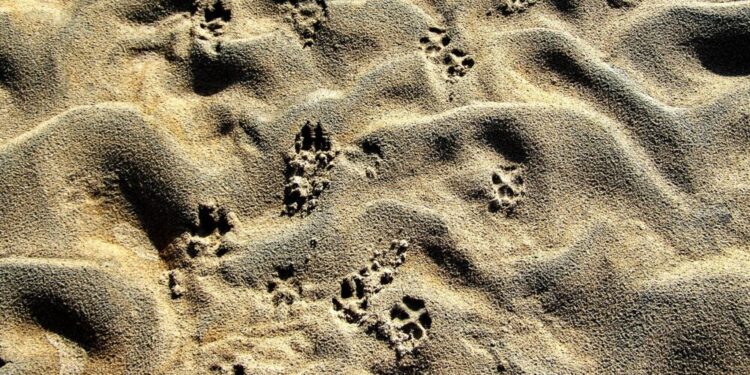 This coin continues losing streak despite Snoop Dogg’s upcoming NFTs