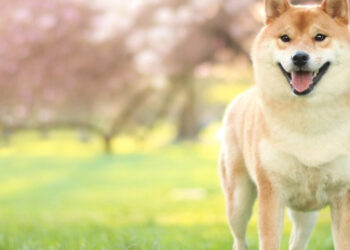 Shiba Inu: A ‘millionaire’s’ bet against long-term uncertainty?