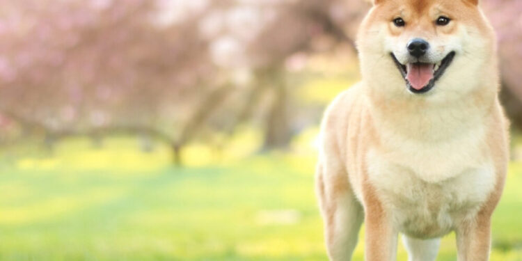 Shiba Inu: A ‘millionaire’s’ bet against long-term uncertainty?