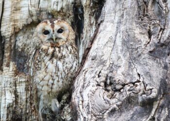 MANA: A breakout over this resistance region could bode well