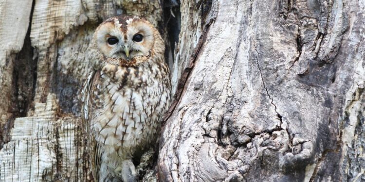 MANA: A breakout over this resistance region could bode well