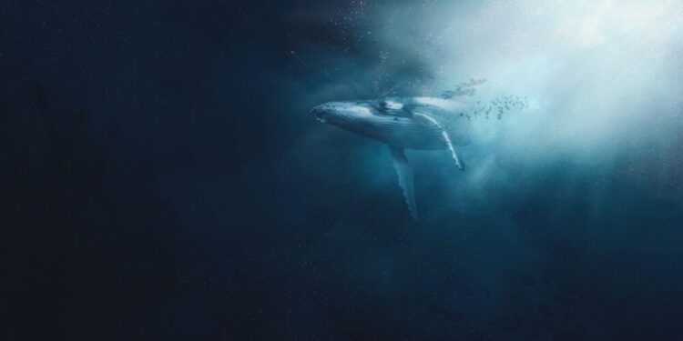 Shiba Inu, not FTT – Why Ethereum whales have new ‘favorites’