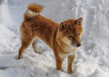 How ‘social’ should ‘social’ Shiba Inu be to initiate more recovery