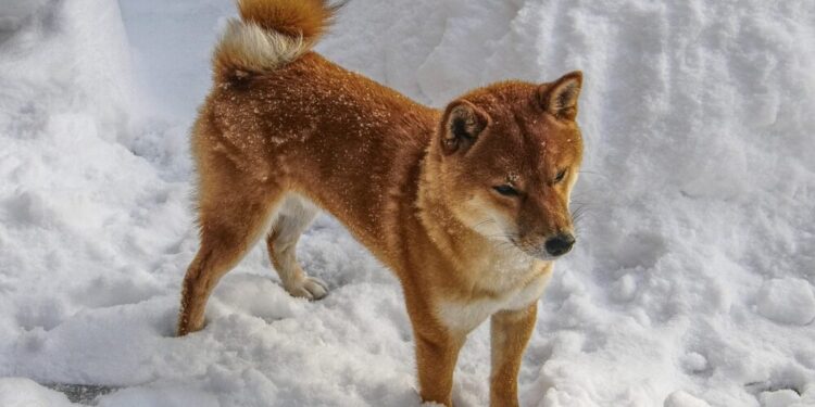 How ‘social’ should ‘social’ Shiba Inu be to initiate more recovery