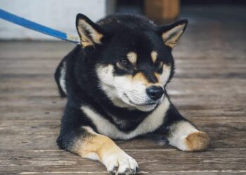 How Shiba Inu Soared 20% On Robinhood Listing, Watch Out For Volatility