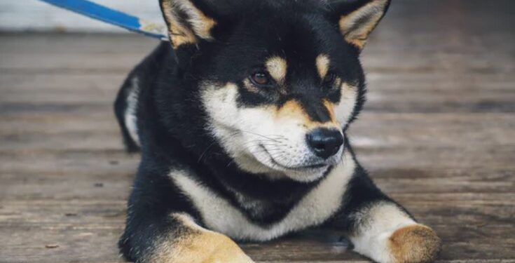 How Shiba Inu Soared 20% On Robinhood Listing, Watch Out For Volatility