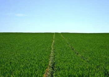 MANA: What caused Decentraland Wallets to note highest losses in 22 months