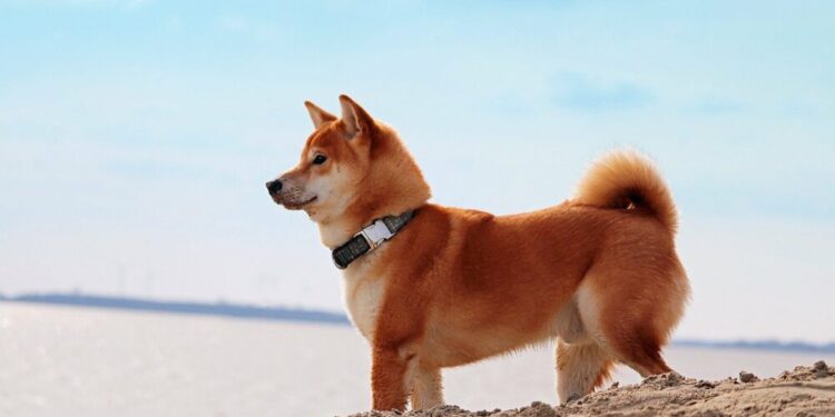 Shiba Inu: Is SHIB gearing up for another 100x rally soon