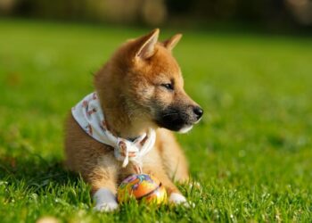 Whales and Robinhood bullish on SHIB amid bearish market wave