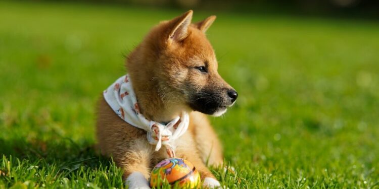 Whales and Robinhood bullish on SHIB amid bearish market wave