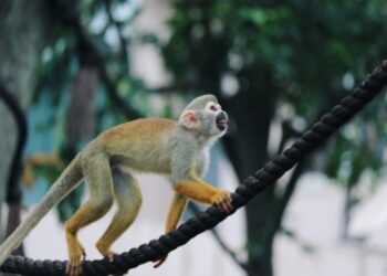 ApeCoin [APE] swings to new ATHs and whales are going bonkers?