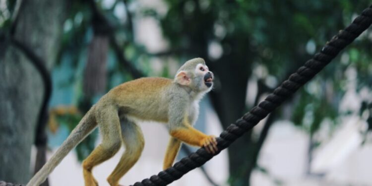 ApeCoin [APE] swings to new ATHs and whales are going bonkers?