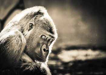 ApeCoin’s [APE] +50% rally – Can it really keep it up?