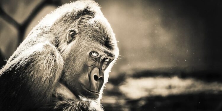 ApeCoin’s [APE] +50% rally – Can it really keep it up?