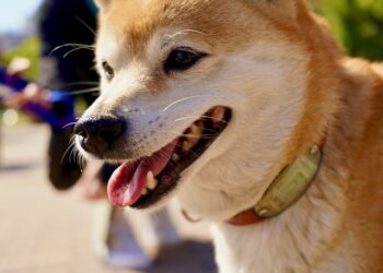 Will Shiba Inu’s ‘The Metaverse’ sale prop prices up and generate returns