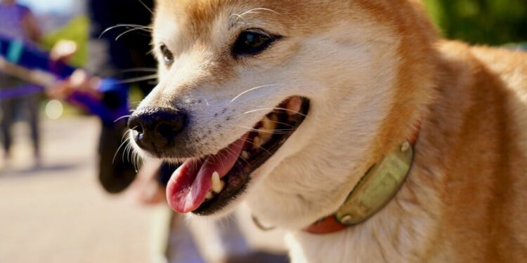 Will Shiba Inu’s ‘The Metaverse’ sale prop prices up and generate returns