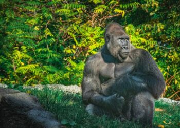 ApeCoin [APE]: Decoding the reason behind its major rally over the past day