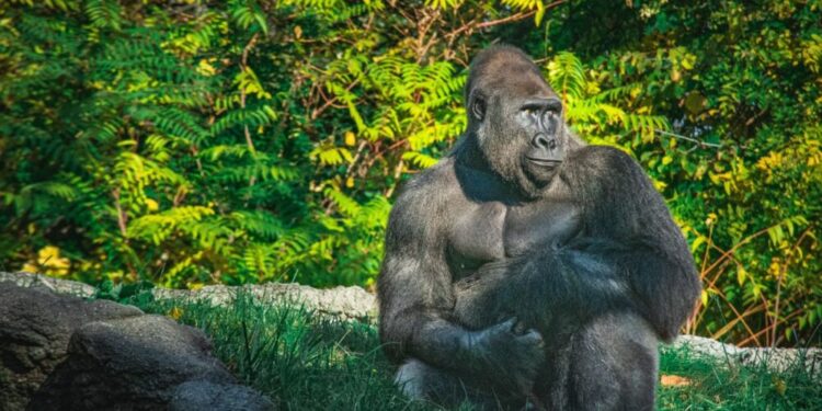 ApeCoin [APE]: Decoding the reason behind its major rally over the past day