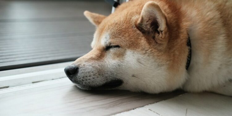 As Shiba Inu’s ‘The Metaverse’ sale tokens tank, here’s the full story