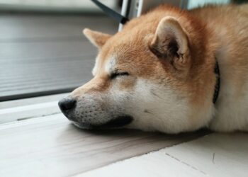 Shiba Inu’s [SHIB] ‘Rysohi’ factor could mean that investors are…