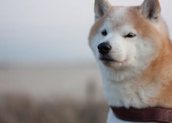 Can Shiba Inu’s [SHIB] entry into P2E trigger a 650% rally