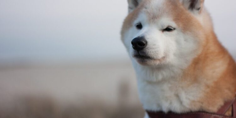 Can Shiba Inu’s [SHIB] entry into P2E trigger a 650% rally