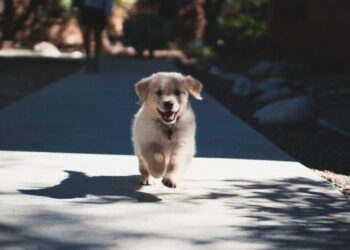 Shiba Inu [SHIB] registers an uptick thanks to its ‘locking’ feature but will it sustain