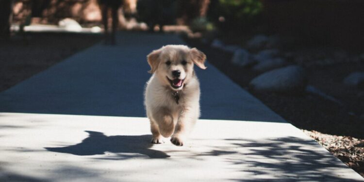 Shiba Inu [SHIB] registers an uptick thanks to its ‘locking’ feature but will it sustain