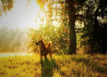 Shiba Inu: Having run its course, are SHIB’s days numbered going forward