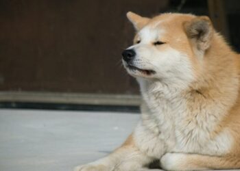 With Shibarium on the way, can Shiba Inu still walk the bark