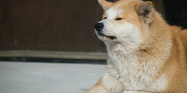 With Shibarium on the way, can Shiba Inu still walk the bark