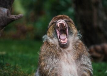 Yuga Labs and ApeCoin DAO seem divided as community votes in favor of…