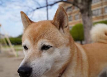 Shiba Inu traders must know this before squaring off their position