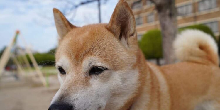 Shiba Inu traders must know this before squaring off their position