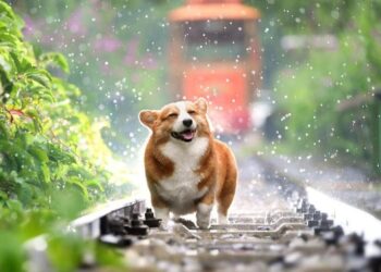 Shiba Inu’s [SHIB] new $7.5B milestone – Identifying if whales played a part here