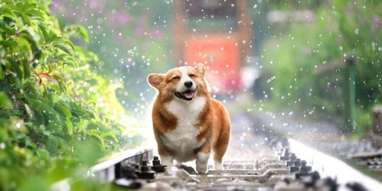 Shiba Inu’s [SHIB] new $7.5B milestone – Identifying if whales played a part here