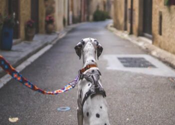 >100 days on, is LEASH sharing the same fortunes as SHIB after Public Sale