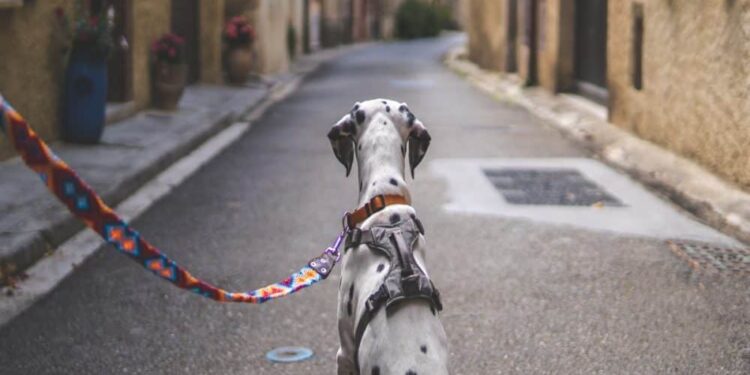 >100 days on, is LEASH sharing the same fortunes as SHIB after Public Sale