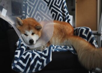 Will Shiba Inu’s ‘Shiba Eternity’ game help SHIB ascend