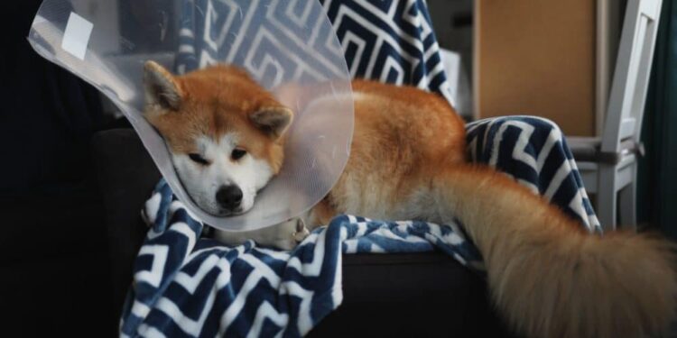 Will Shiba Inu’s ‘Shiba Eternity’ game help SHIB ascend