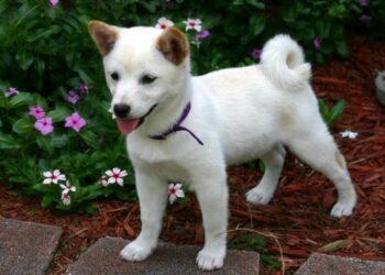 Shiba Inu Coin (SHIB) Price Prediction 2025-2030: How high will SHIB really go?