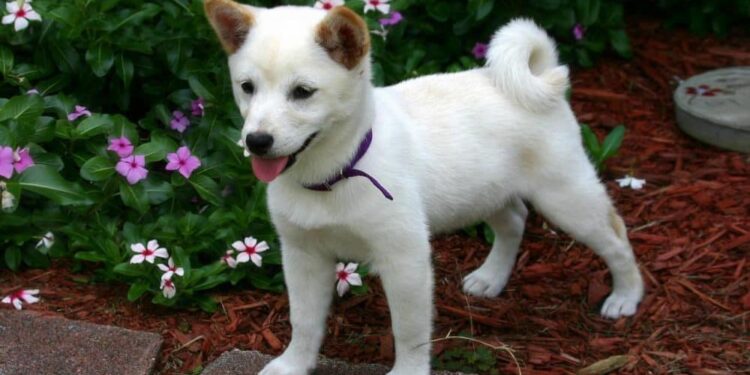 Shiba Inu Coin (SHIB) Price Prediction 2025-2030: How high will SHIB really go?