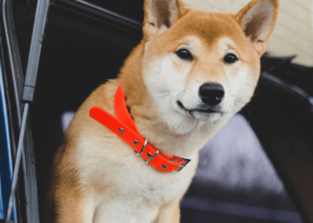 SHIB investors must brake the ‘buy pedal; despite an impressive 24 hours