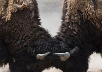 PvP on Earth 2 may come as early as November: Shane