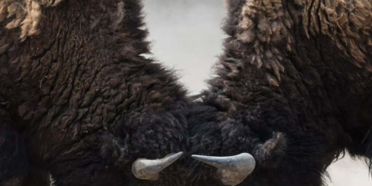 PvP on Earth 2 may come as early as November: Shane