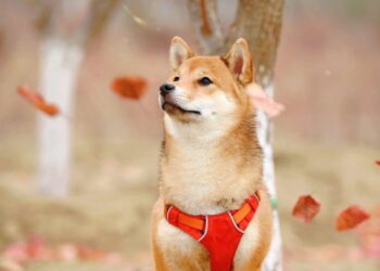 Shiba Inu: Assessing odds of SHIB gaining heat from the August burn