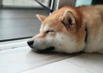 Shiba Inu [SHIB] may need more than the Metaverse to wake up from its slumber 
