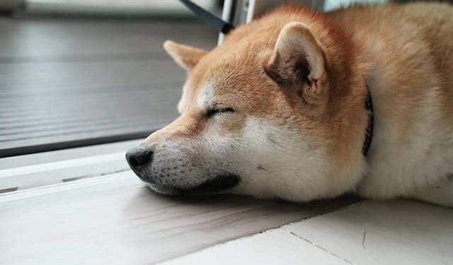 Shiba Inu [SHIB] may need more than the Metaverse to wake up from its slumber 